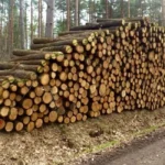 Hochwertige PEFC-zertifizierte Eichenstämme pro LKW-Ladung – 60 m³