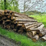 PEFC-zertifizierte Fichtenstämme pro LKW-Ladung – 60 m³