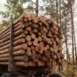 Buchenstämme, LKW-Ladung von 25 Kubikmetern